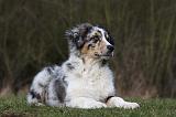 BERGER AUSTRALIEN PUPPIES 391